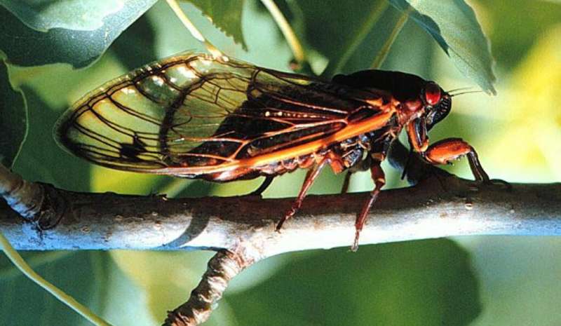 Billions of cicadas are about to emerge in parts of the eastern, central and southern United States