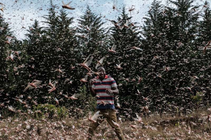 Billions of locusts swarmed East Africa in early 2020 threatening the vast region with a food crisis