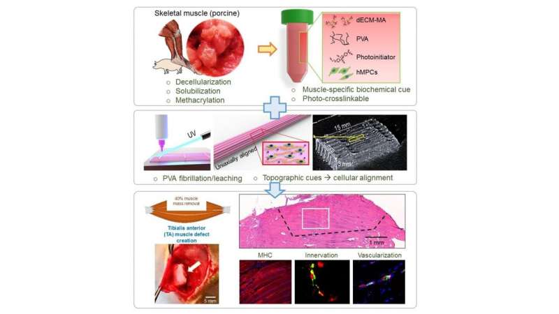 Bioengineering approach for functional muscle regeneration