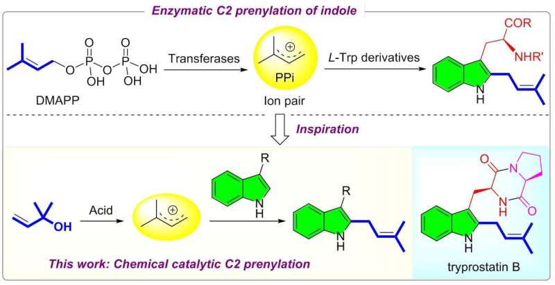 Bioinspired acid-catalyzed C2 prenylation of indole derivatives