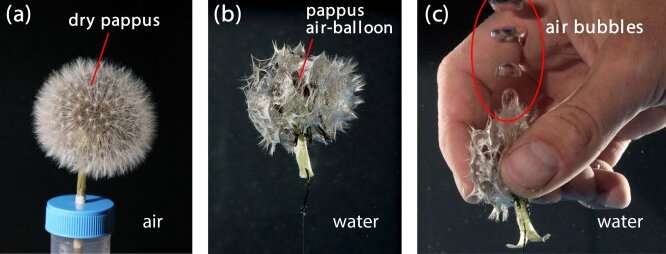 Bioinspired materials from dandelions