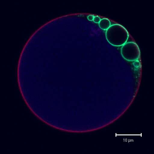 Biologists find gene that creates extra vacuoles in plant cells