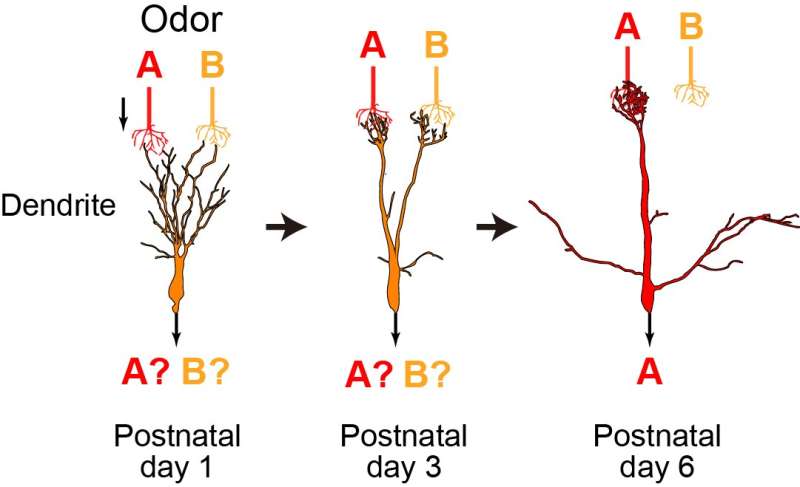 Biomolecular bonsai: Controlling the pruning and strengthening of neuron branches