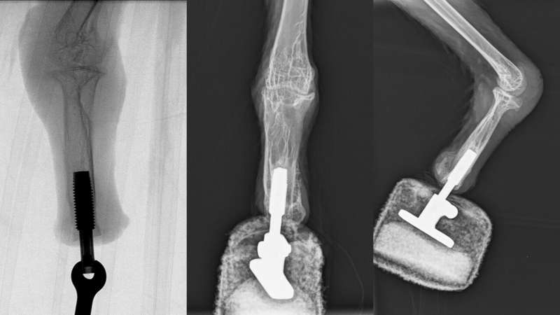 Bionic reconstruction: New foot for "Mia" the bearded vulture
