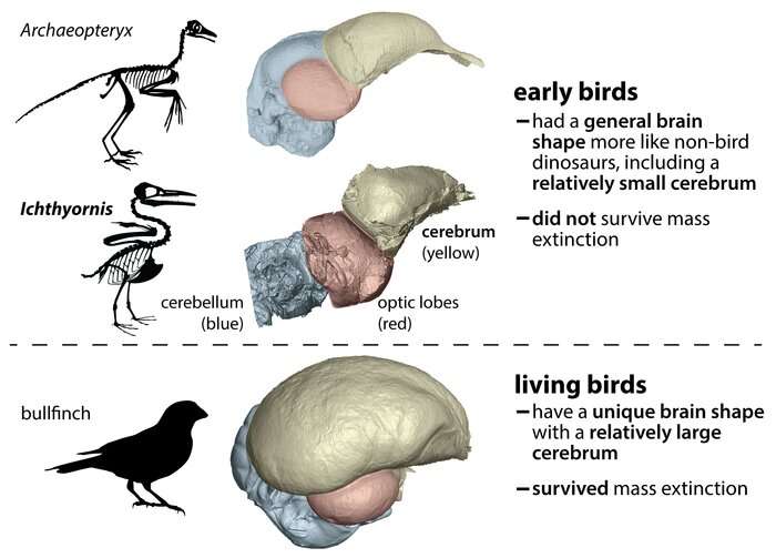 Los cerebros de las aves dejaron atrás a otros dinosaurios