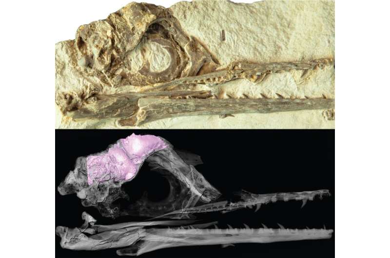 Bird brains left other dinosaurs behind
