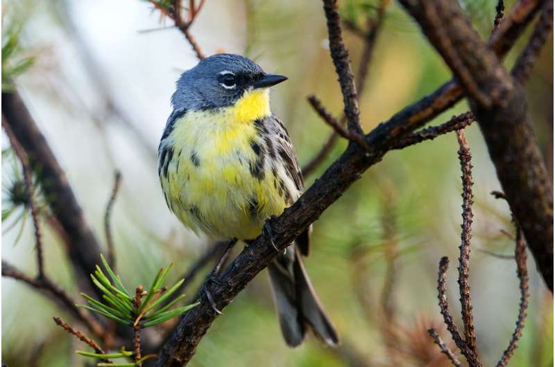 Bird poop reveals that when birds migrate, their gut bacteria change