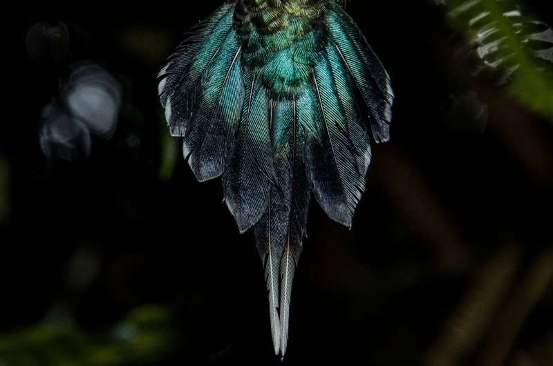 Birds' dazzling iridescence tied to nanoscale tweak of feather structure