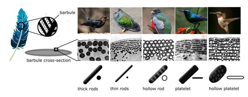 رنگین کمانی خیره کننده پرندگان با تنظیم نانو مقیاس ساختار پر همراه است