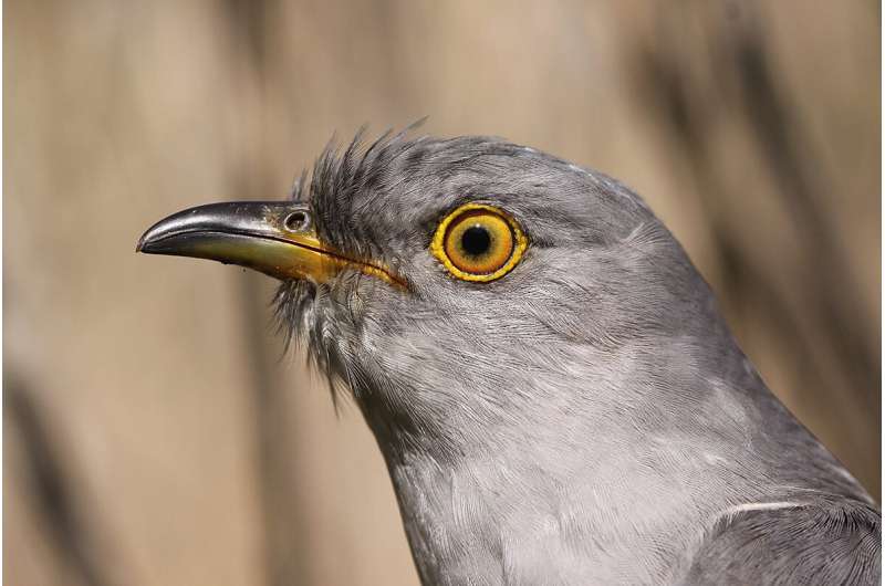 Birds' eye size offers clues to coevolutionary arms race between brood parasites, hosts