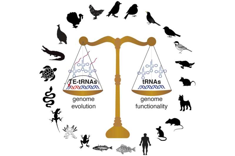 Birds Take tRNA Efficiency to New Heights