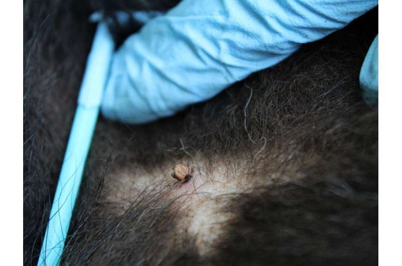 Black bears could play important role in dispersal of pathogen-carrying ticks
