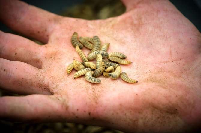 Black soldier fly larvae can replace soybean meal in growing pigs