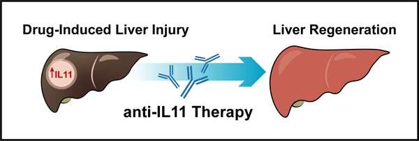 Blocking IL-11 signalling can help liver regenerate after injury from paracetamol toxicity