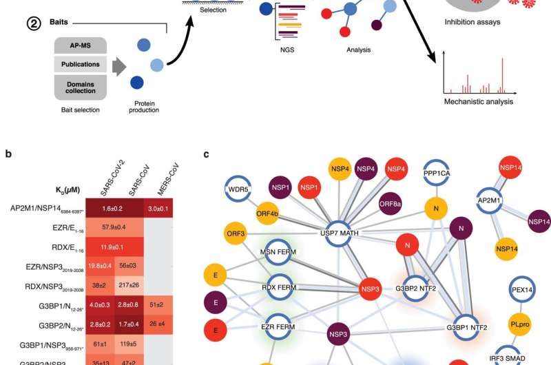 Blocking protein interactions inhibits SARS-CoV-2 infection of human cells