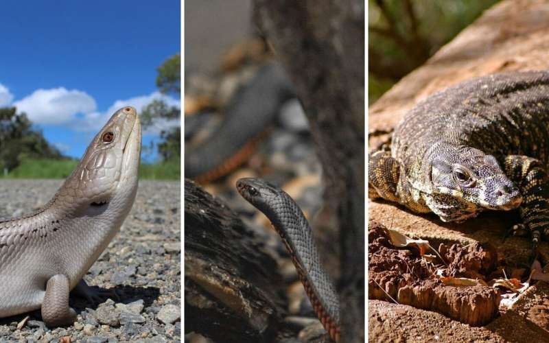 Blue-tongue vs red-bellied black: An Australian evolutionary arms race