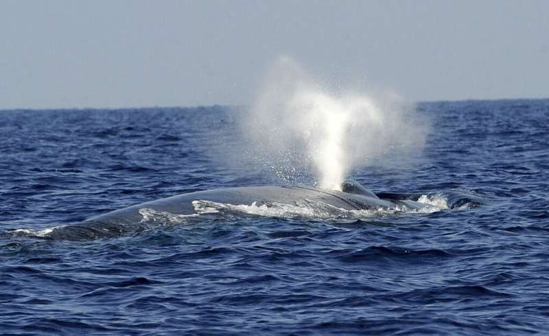 Blue whales have been slowly re-populating southern Africa's oceans after being almost wiped out by decades of whaling