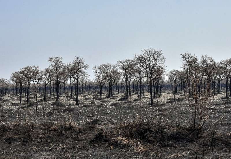 Bolivia saw the third highest level of forest destruction in 2020