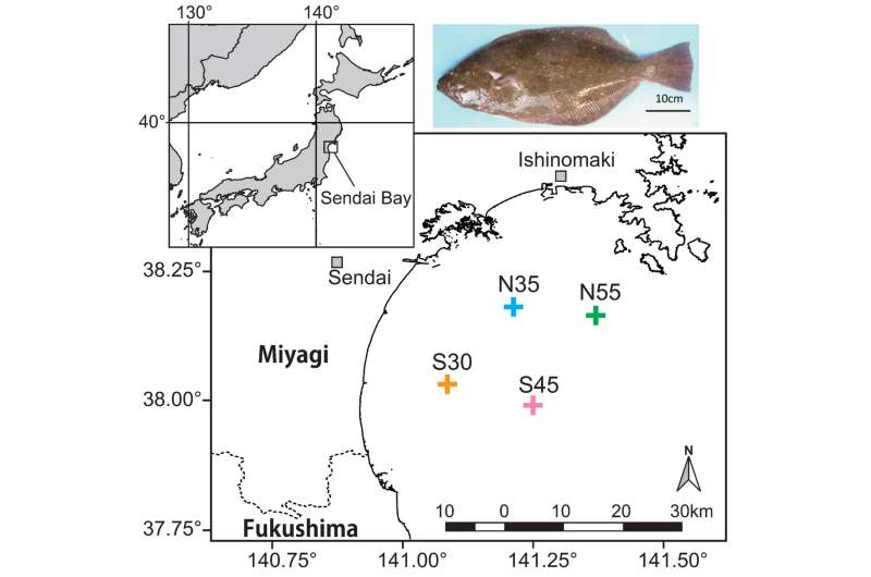 Bone collagen of fish shows individual history of migration and feeding habits