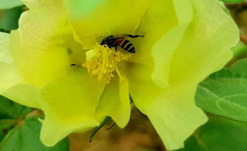 Boosting insect diversity may provide more consistent crop pollination services