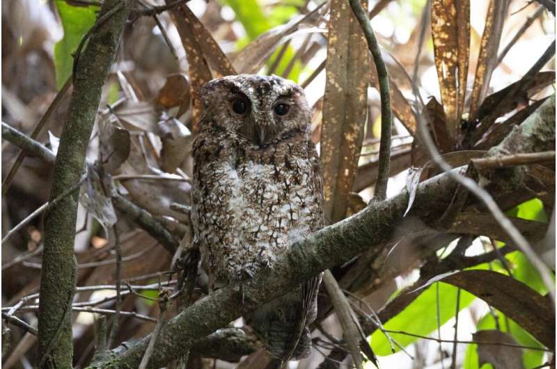 Bornean rajah scops owl rediscovered after 125 years