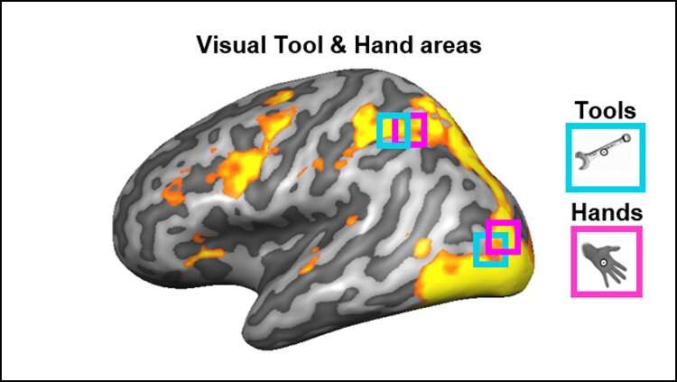 Brain regions involved in vision also encode how to hold tools