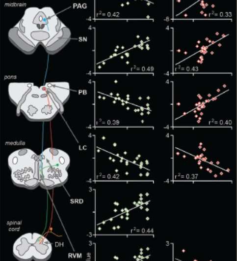 Brainstem pathway modulates pain in placebo effect