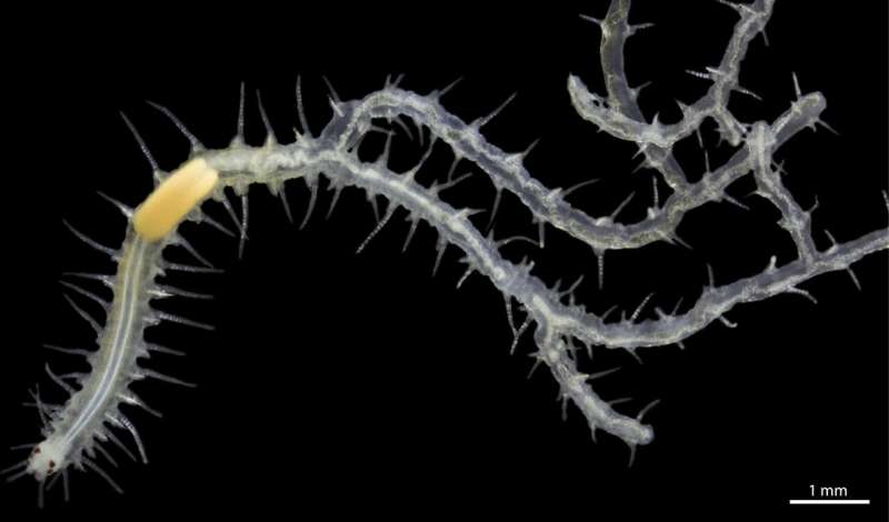 Branching worm with dividing internal organs growing in sea sponge