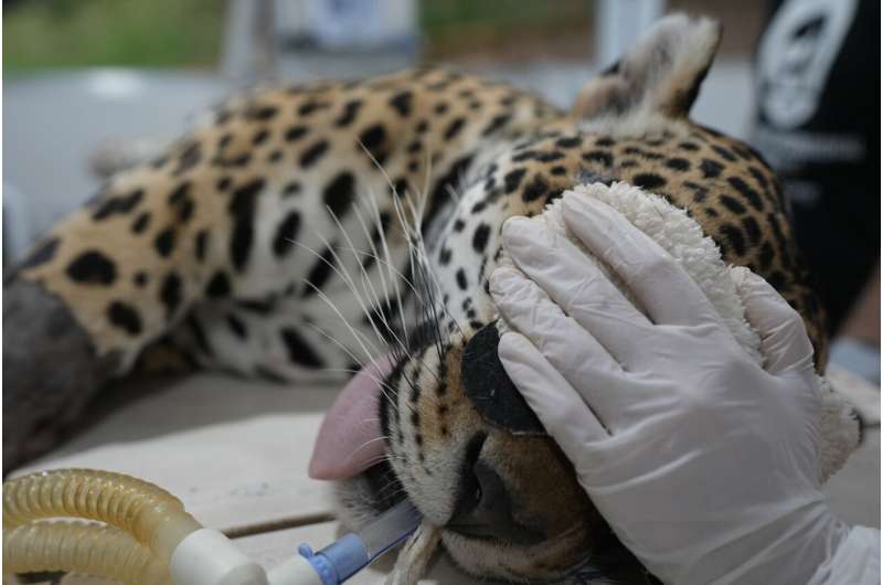Brazil scientists test frozen jaguar semen to help species
