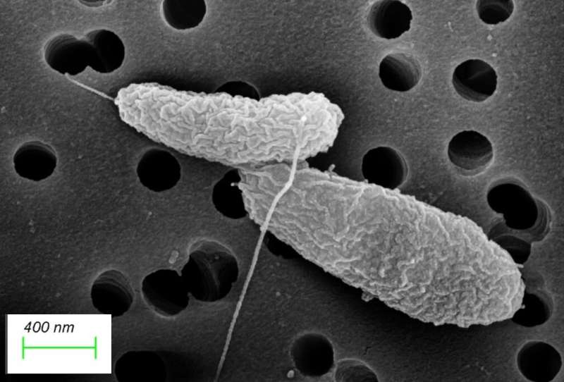 Breakthrough in understanding 'tummy bug' bacteria