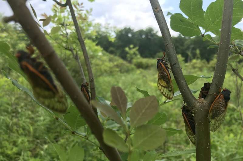 Brood X Cicadas left their mark on soils
