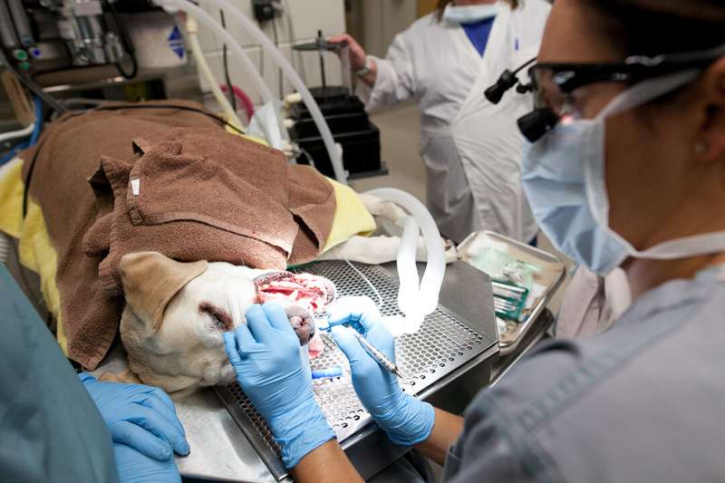 Brushing 'gold standard' for pet dental health