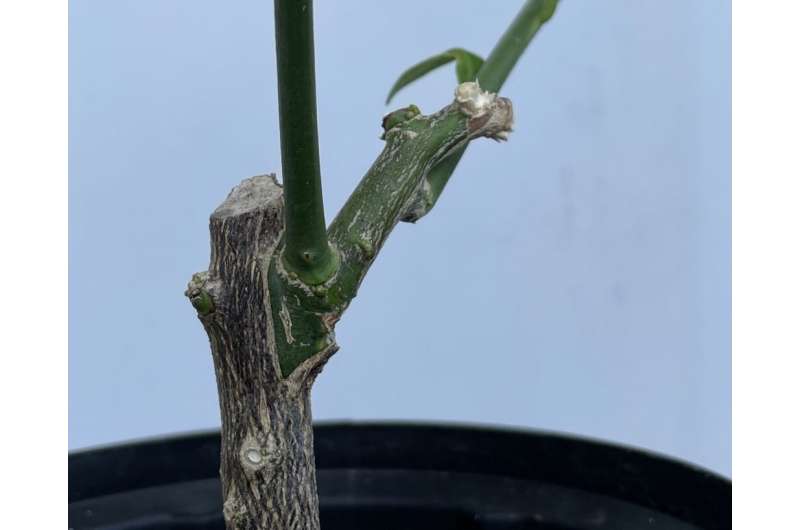 Building a better plant: UConn researcher develops improved technology for grafting