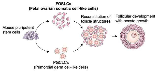 Building the ovarian environment from stem cells