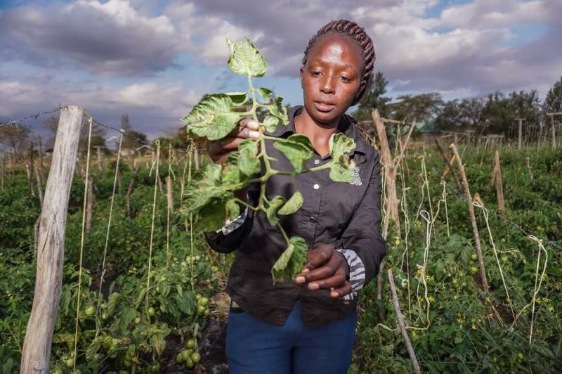 CABI study assesses the capacity and responsiveness of Kenya's national invasive species system