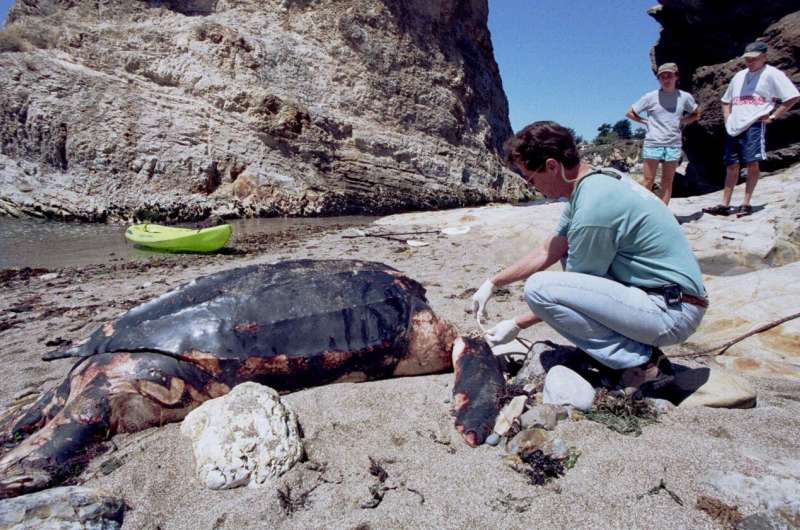 California OKs new protections for leatherback sea turtles