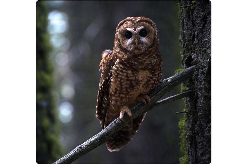 California spotted owls benefit from forest restoration