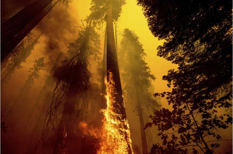 California wildfires torch thousands of giant sequoia trees