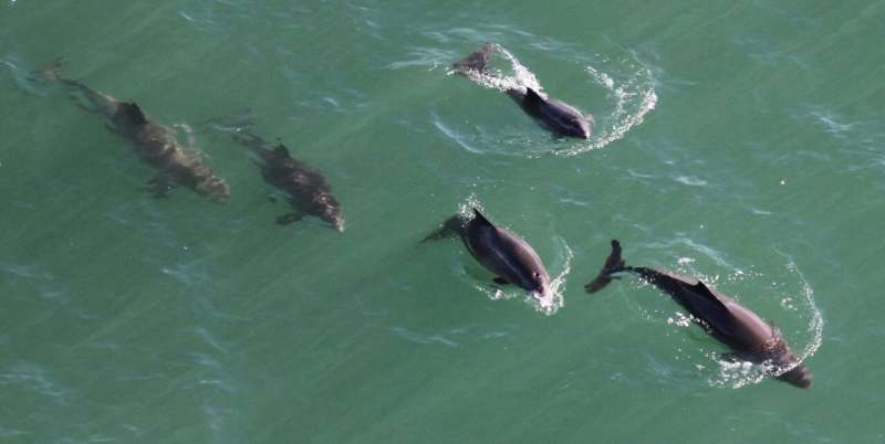 California harbor porpoises rebound after coastal gillnetting stopped
