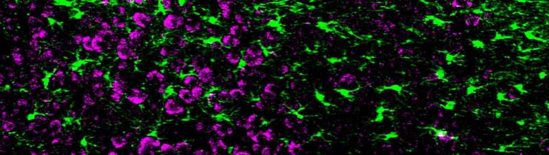 Call-and-response circuit tells neurons when to grow synapses