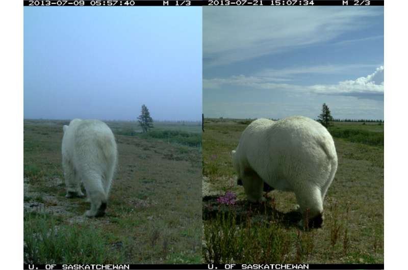 Calling all citizen scientists: help classify polar bears