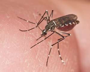 Can antiviral agents help immune systems fight mosquito-borne dengue?
