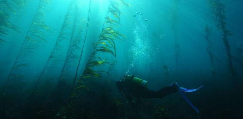 Can selective breeding of 'super kelp' save our cold water reefs from hotter seas?