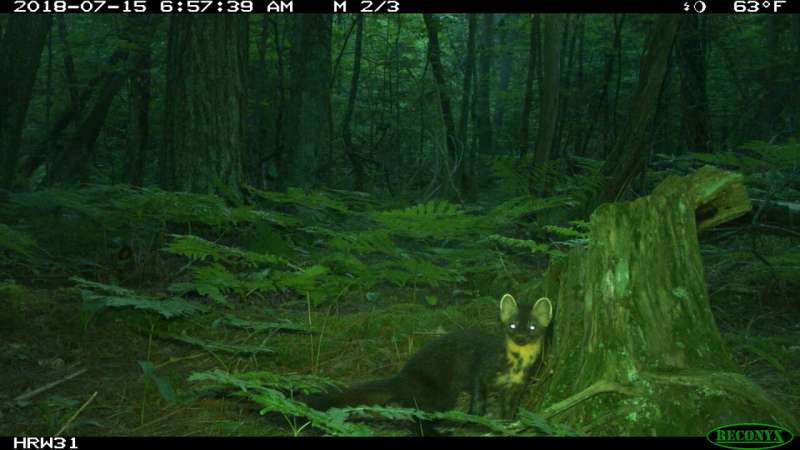 Can you tell a marten from a fisher? The challenges of crowdsourced wildlife identification in Michigan