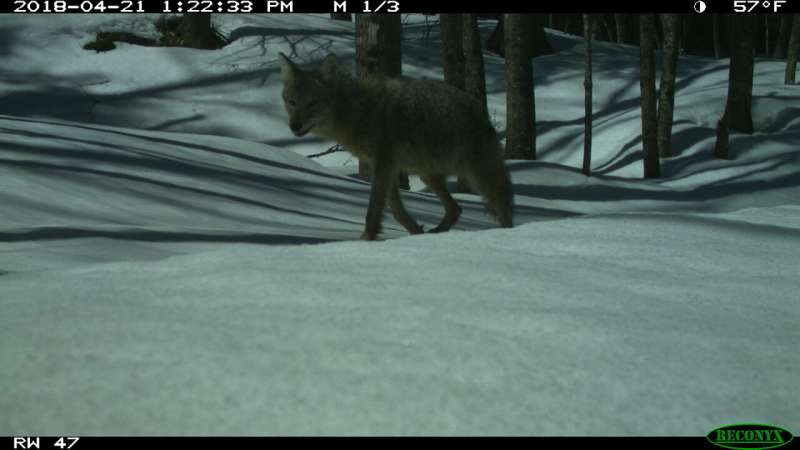 Can you tell a marten from a fisher? The challenges of crowdsourced wildlife identification in Michigan