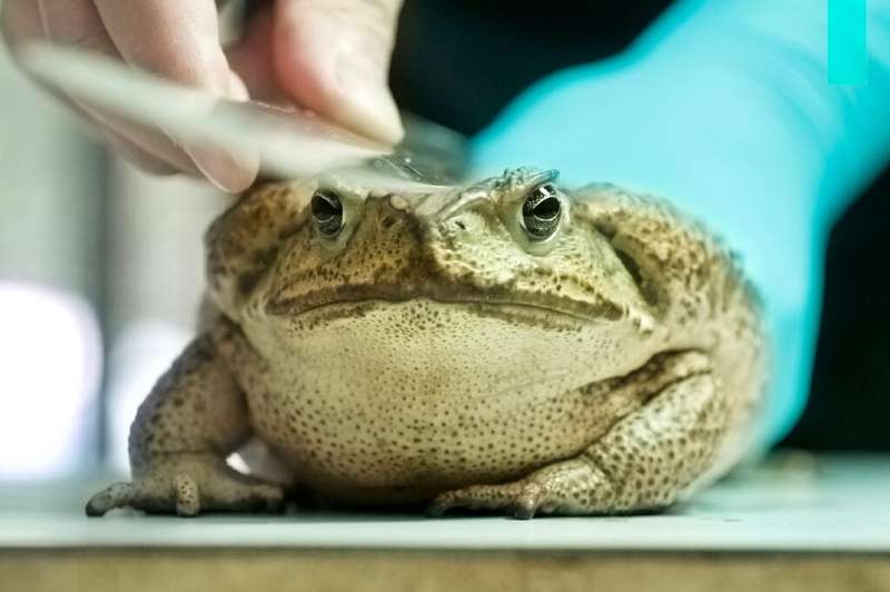 Cane toads are among the world's '100 Invasive Alien Species' list compiled by the Invasive Species Specialist Group (ISSG), an 