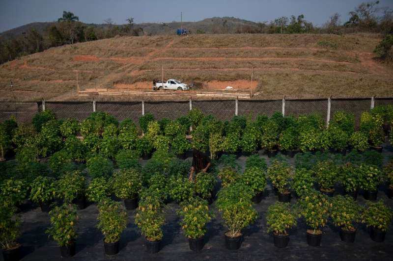 Cannabis plants are seen at the Apepi farm, which uses them to make therapeutic oil to help patients with seizures and other con