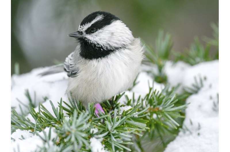 Can't find your keys? You need a chickadee brain