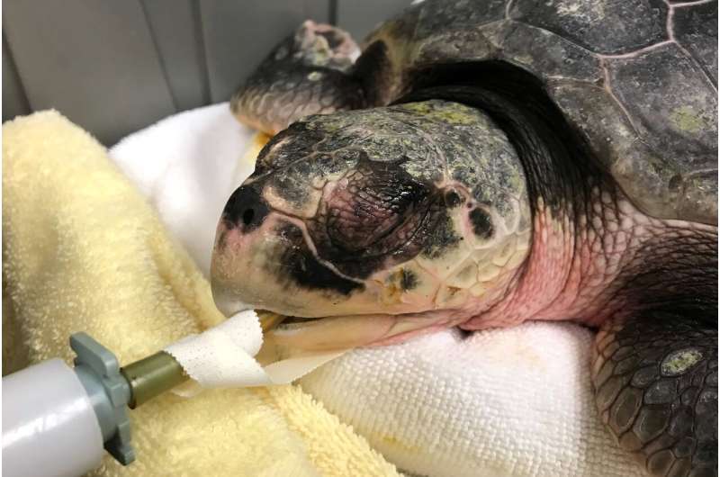 Cape Cod sea turtle strandings increase after slow start
