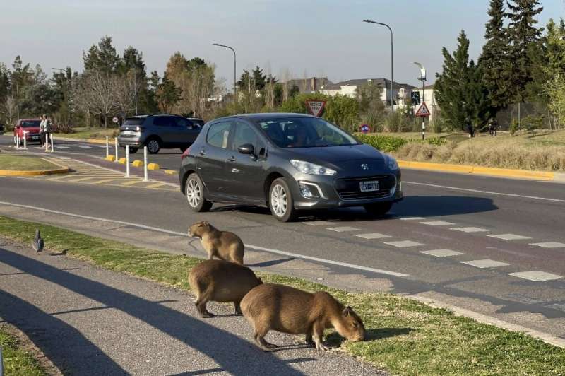 Capybaras eating grass in a luxury gated community in Buenos Aires